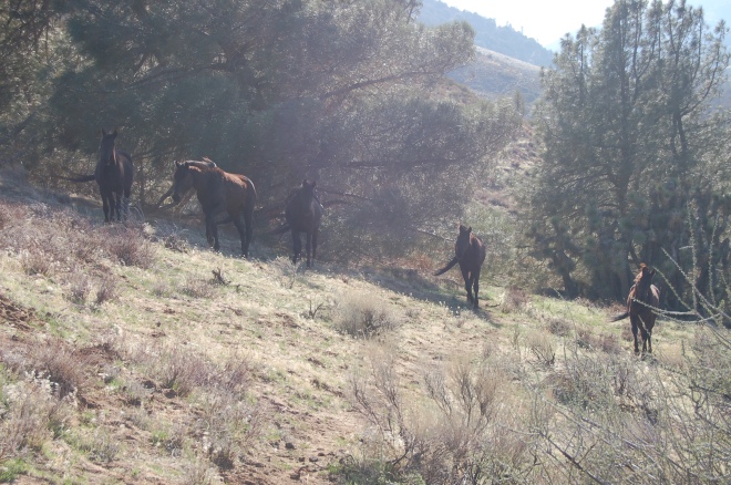 We came upon 5 wild horses near Tehachapi.